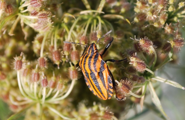 Pentatomidae: Graphosoma & Ancyrosoma